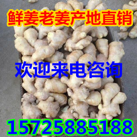 第1203页