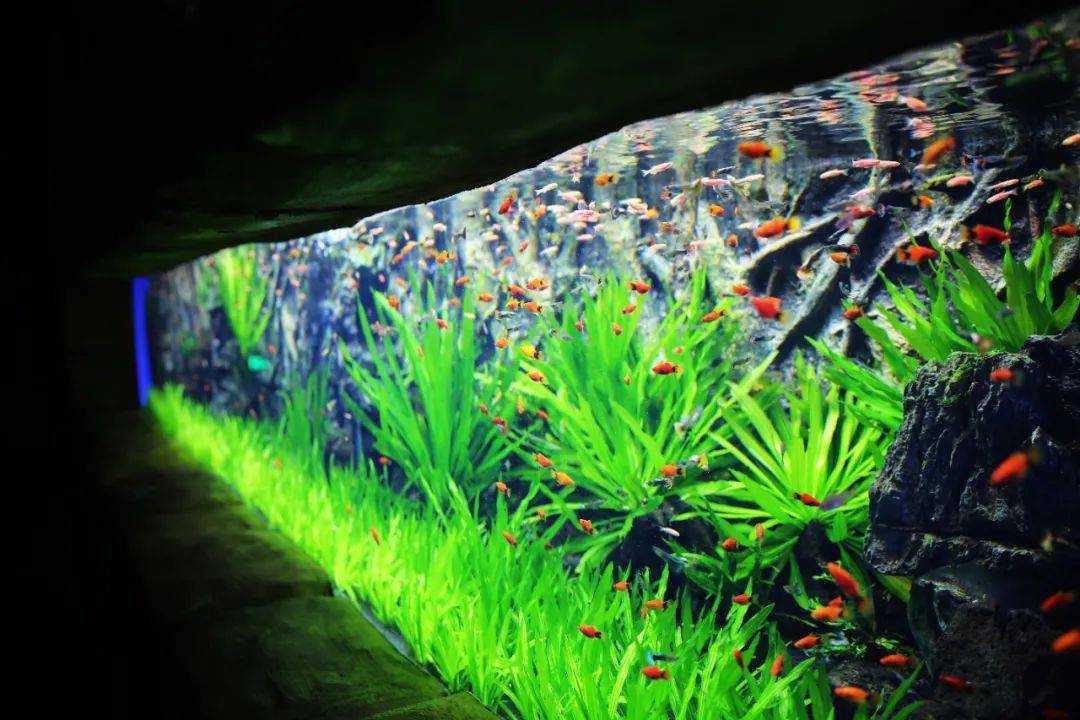 颍上海洋公园最新动态，开启探索奇幻海底世界的新篇章